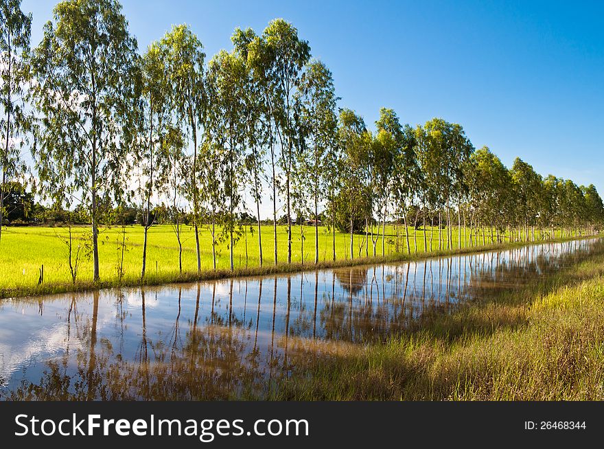 Row of Eucalyptus trees with rice field and irrigation canal