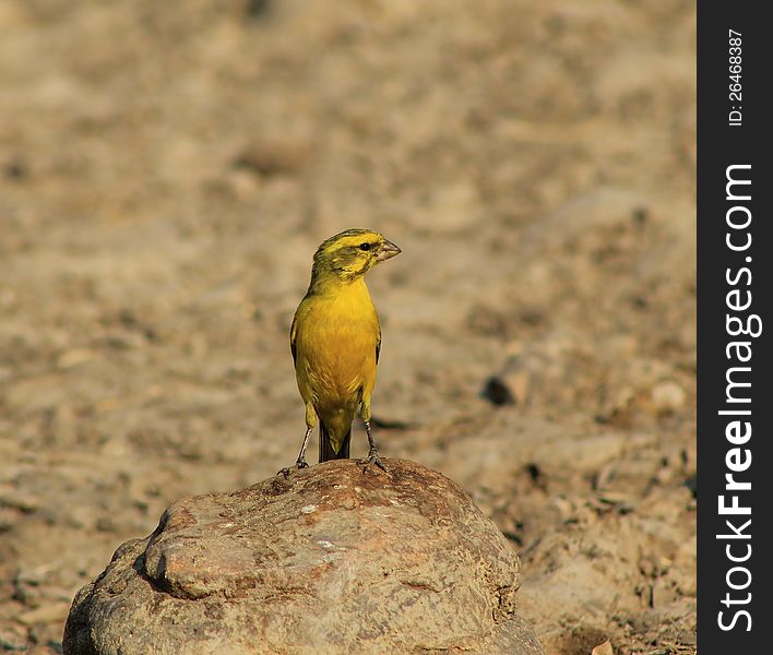 Yellow Canary - Gold from Super Africa