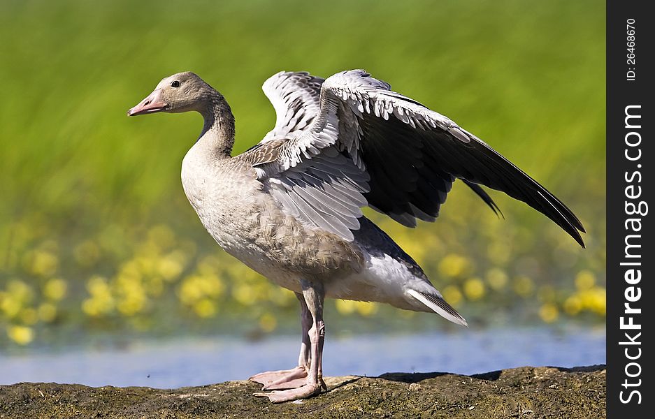 A funny geese stretching himself