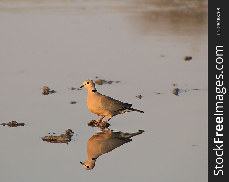 An adult Cape Turtle Dove at a watering hole in Namibia, Africa. An adult Cape Turtle Dove at a watering hole in Namibia, Africa.