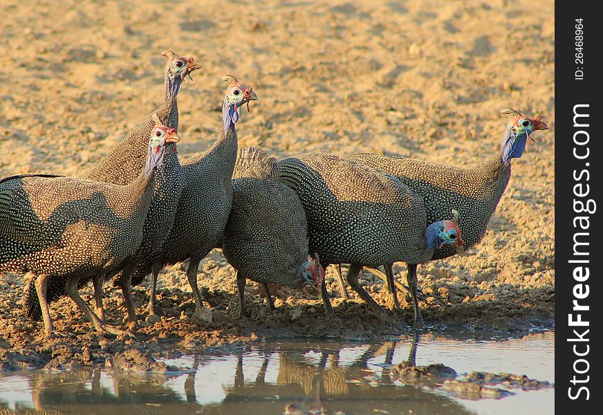 A flock of Helmeted Guineafowl at a watering hole in Namibia, Africa. A flock of Helmeted Guineafowl at a watering hole in Namibia, Africa.