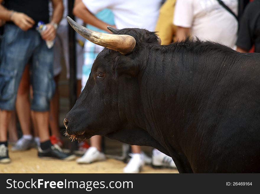 A bull in the crowd