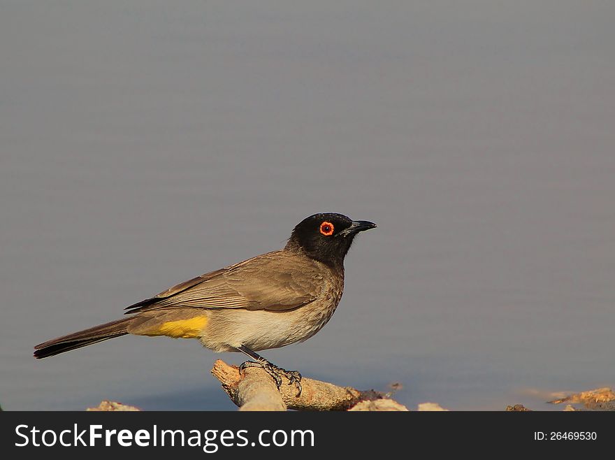 African Redeyed Bulbul perched on a branch on a game ranch in Namibia, Africa. African Redeyed Bulbul perched on a branch on a game ranch in Namibia, Africa.
