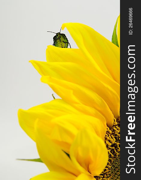 A green shield bug on the sunflower petal. A green shield bug on the sunflower petal