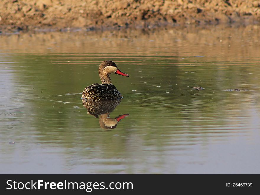 An adult Redbilled Teal afloat on a watering hole. Photo taken on a Game Ranch in Namibia, Africa. An adult Redbilled Teal afloat on a watering hole. Photo taken on a Game Ranch in Namibia, Africa.