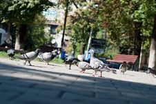 Pigeons In The Park Royalty Free Stock Image Pigeons In The Park Royalty Free Stock Image