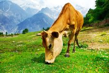 Cow In Mountainous Valley Royalty Free Stock Image Cow In Mountainous Valley Royalty Free Stock Image