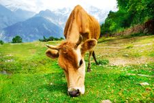 Cow In Mountainous Area Royalty Free Stock Photography