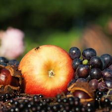 Apple Grapes And Others Royalty Free Stock Images Apple Grapes And Others Royalty Free Stock Images