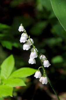 Lily Of The Valley. Spring. Royalty Free Stock Image