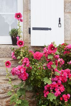 Pink Hollyhocks In Front Of A House Wall Stock Photos Pink Hollyhocks In Front Of A House Wall Stock Photos