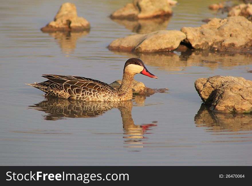 An adult Redbilled Teal on a watering hole.  Photo taken on a Game Ranch in Namibia, Africa. An adult Redbilled Teal on a watering hole.  Photo taken on a Game Ranch in Namibia, Africa.