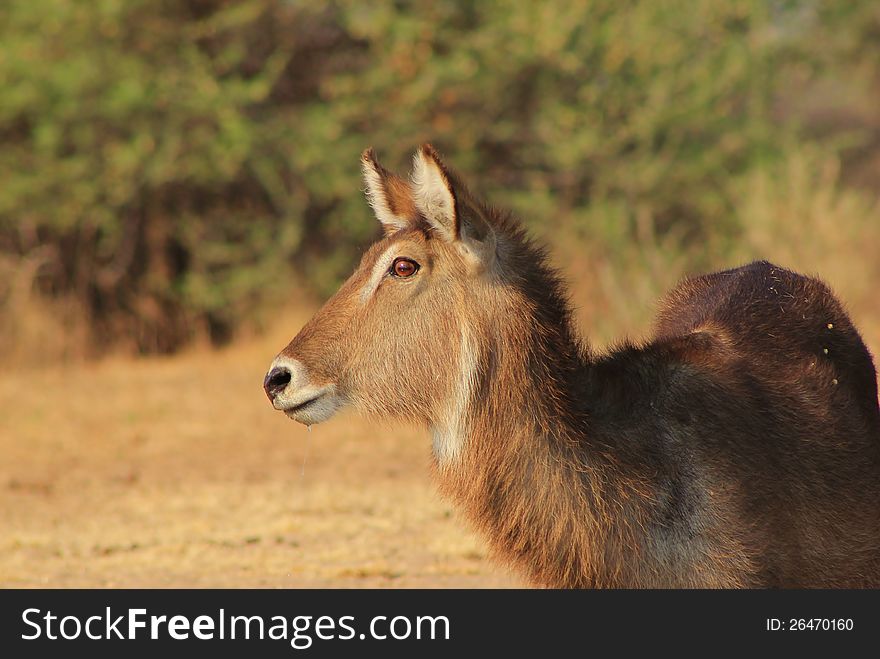 Waterbuck - African Antelope, Alert