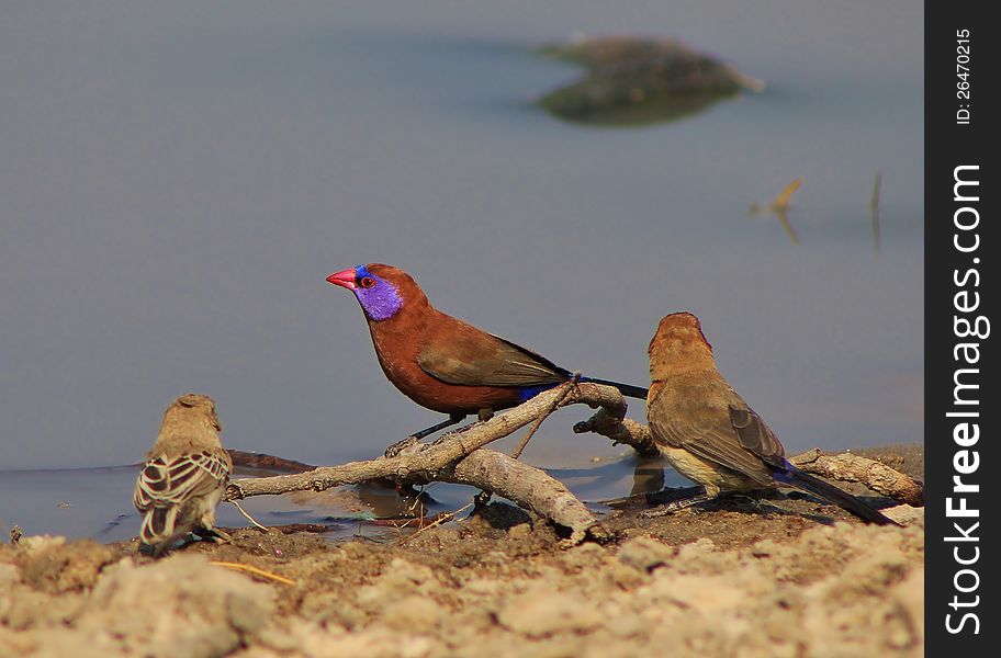 Adult Violeteared Waxbills (male) at a watering hole in Namibia, Africa. Adult Violeteared Waxbills (male) at a watering hole in Namibia, Africa.