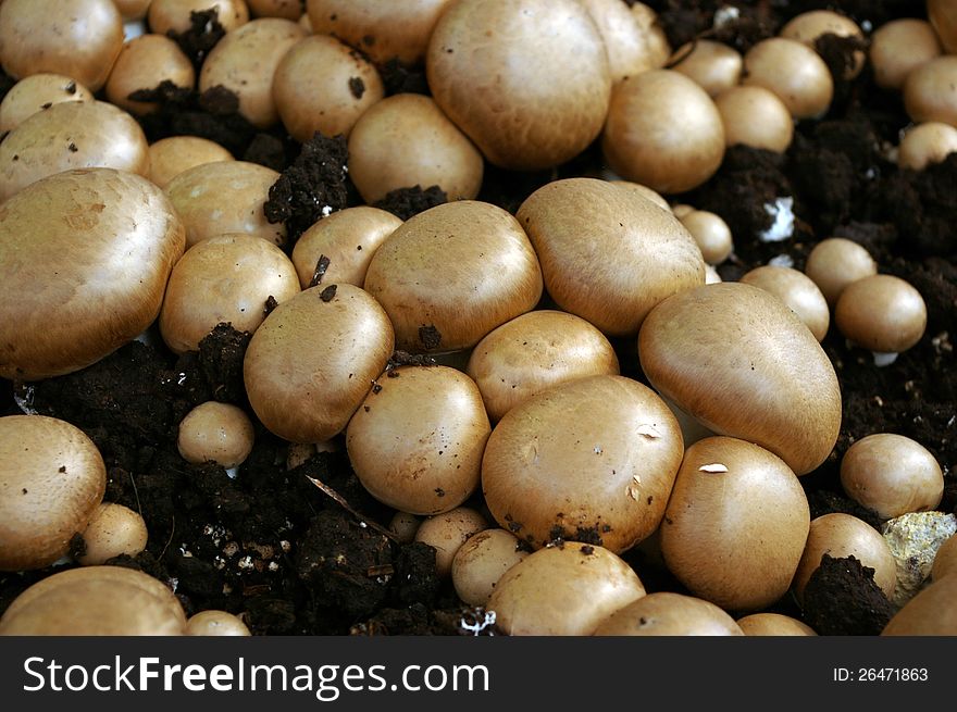 Culture of brown mushrooms on compost. Culture of brown mushrooms on compost.