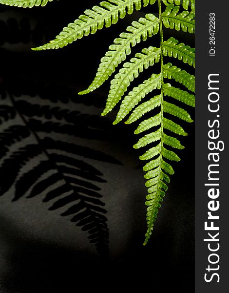 Fern frond with shadow isolated against black background. Fern frond with shadow isolated against black background