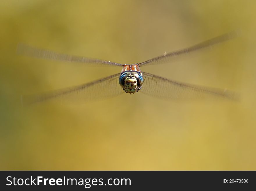 Frontal view of a paddle tailed male dragonfly. near Seattle, WA, USA. Frontal view of a paddle tailed male dragonfly. near Seattle, WA, USA