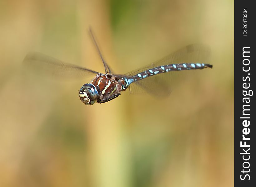 Paddle tailed male dragonfly. near Seattle, WA, USA. Paddle tailed male dragonfly. near Seattle, WA, USA