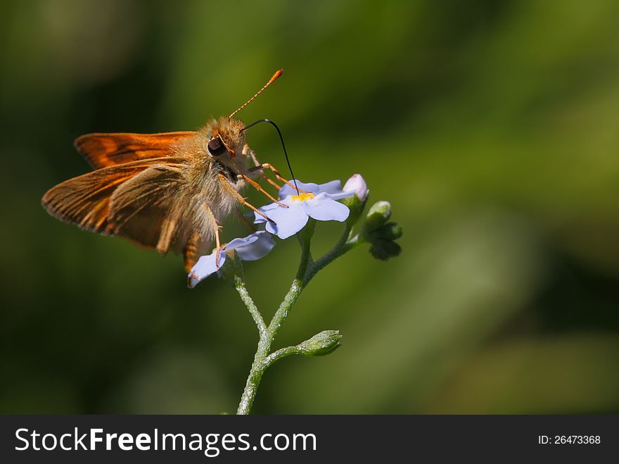 Woodland blue butterfly on a small violet flower, near Bend, OR, USA. Woodland blue butterfly on a small violet flower, near Bend, OR, USA