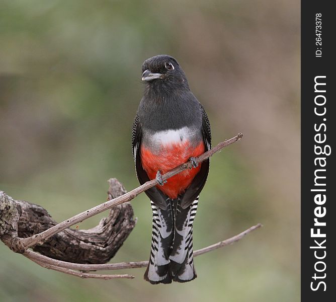 Blue-Crowned Female Trogon on a fruit tree, Pantanal, Brazil.