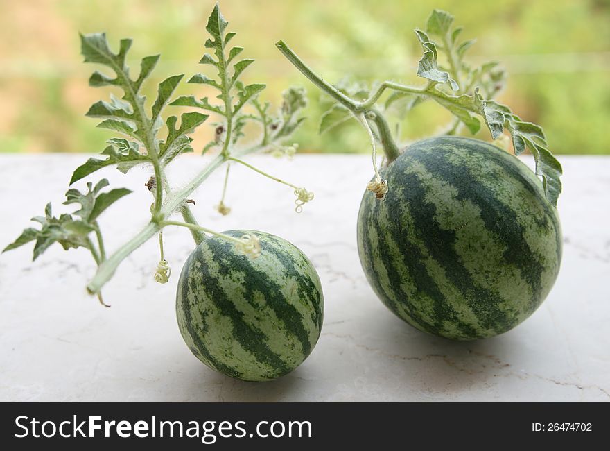 Two homegrown little ripe watermelons. Two homegrown little ripe watermelons