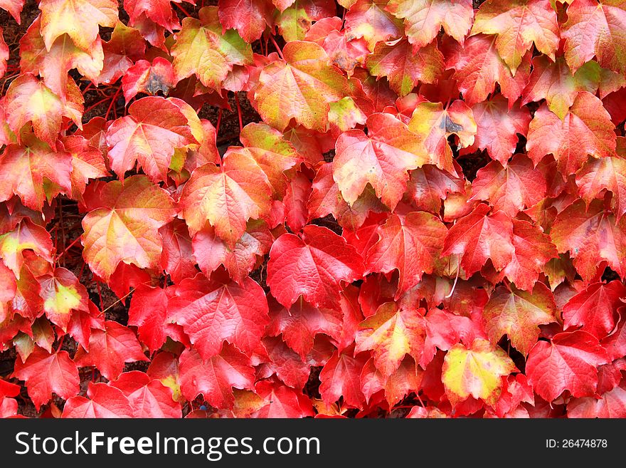 This is autumn leaves background