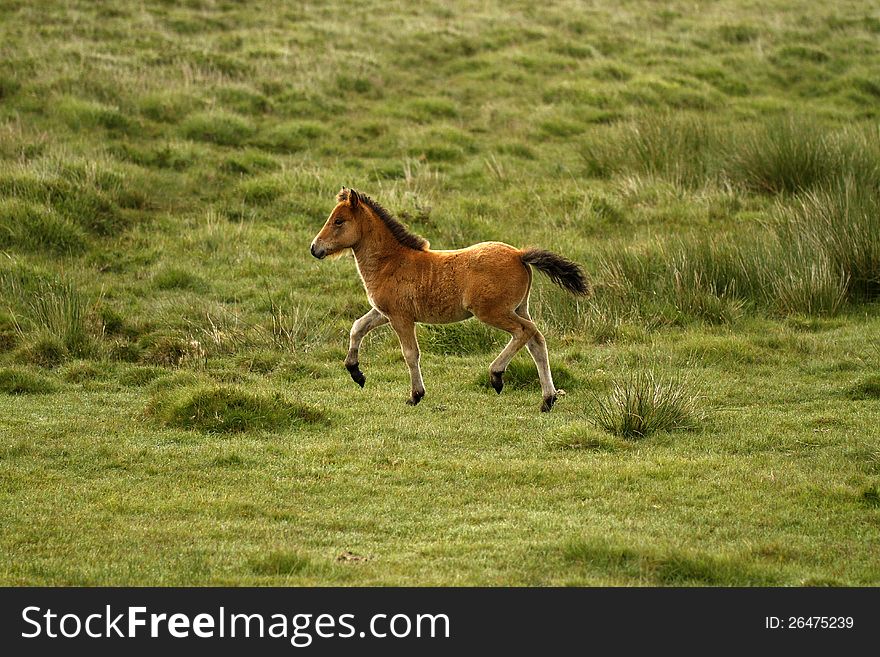 A young Dartmoor foal on early morning run for fun. A young Dartmoor foal on early morning run for fun