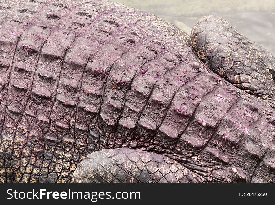 Crocodile Skin