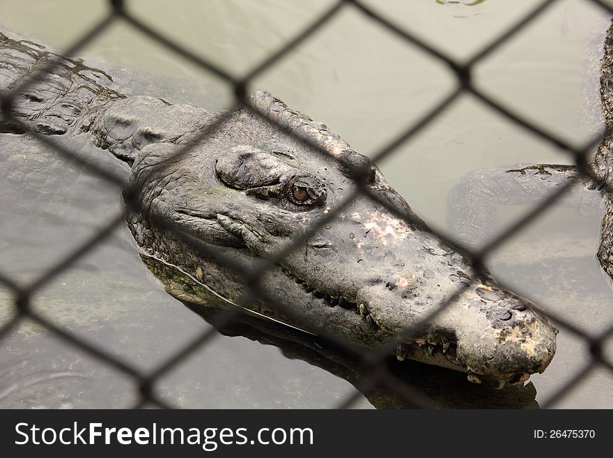 Crocodile In Farms