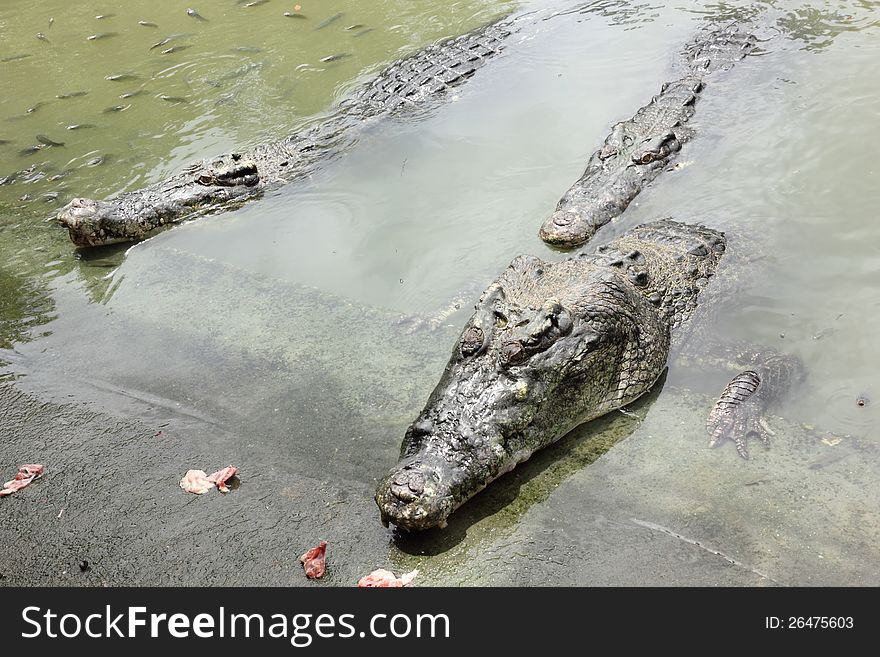 Crocodile In Farms