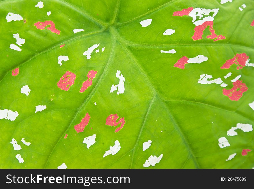 Texture Background Of Araceae Leaf With Multicolors. Texture Background Of Araceae Leaf With Multicolors