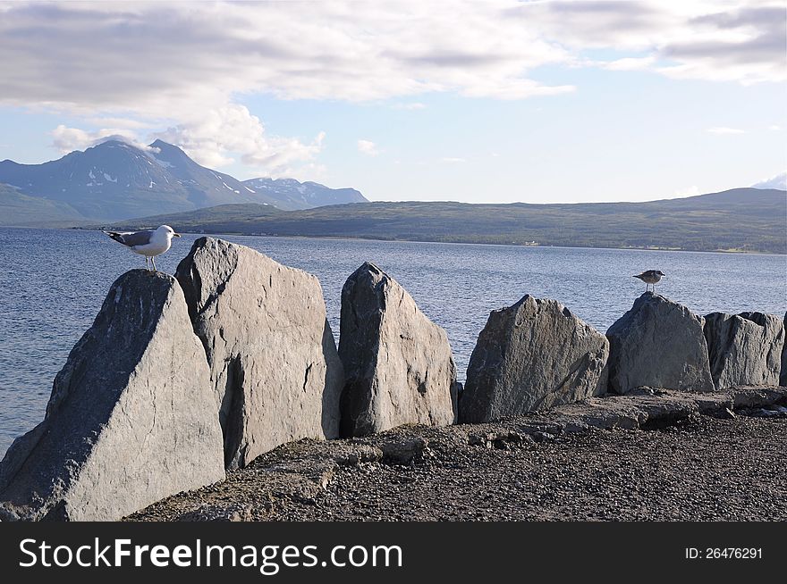 Sea gull on Norway fjord