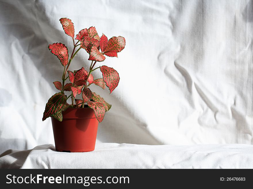 Potted flower with red leaves on white textile background. Potted flower with red leaves on white textile background