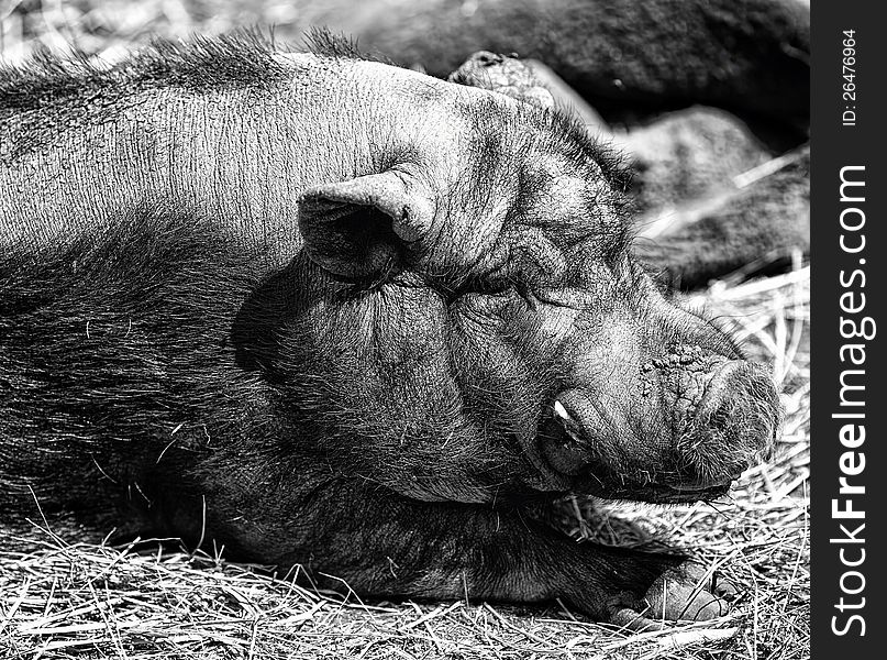 A close up shot of a pig in hay. A close up shot of a pig in hay.