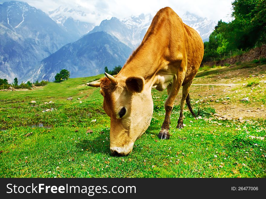 Red cow eating grass in mountainous valley. Red cow eating grass in mountainous valley