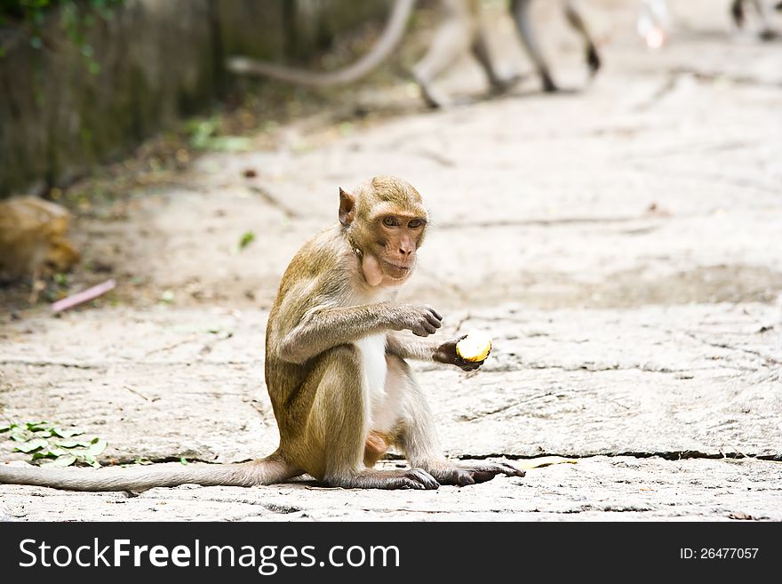 A careful look at the monkeys eating fruit. A careful look at the monkeys eating fruit.