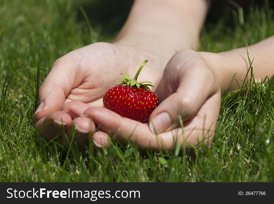 Juicy ripe strawberries in a gentle female hands. Juicy ripe strawberries in a gentle female hands
