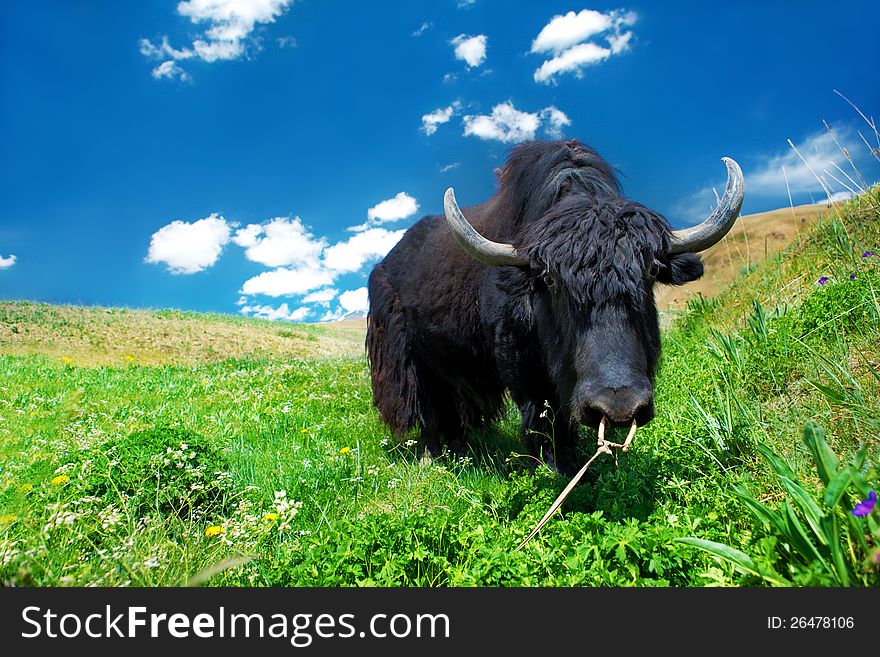 Black domesticated yak eating grass