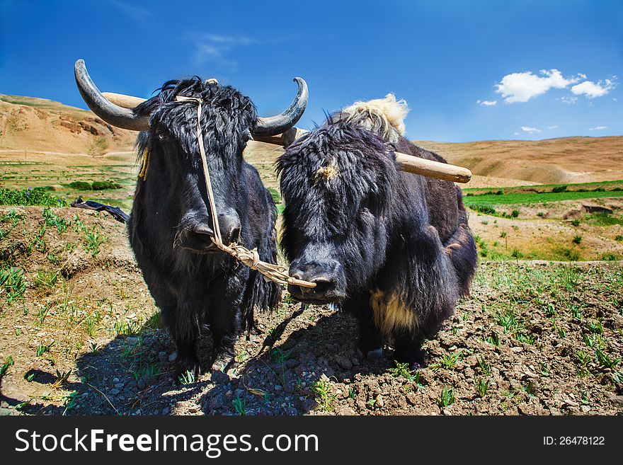 Two yaks ready for ploughing