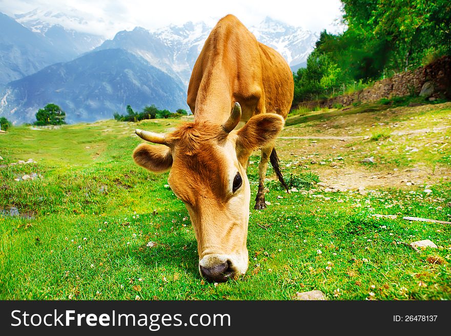 Cow in rural mountainous area. Cow in rural mountainous area