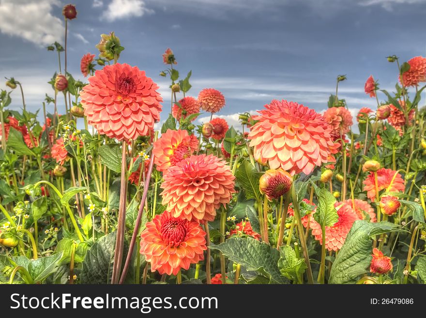 Colorful red dahlia field with blue cloudy sky. Colorful red dahlia field with blue cloudy sky