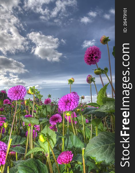 Colorful purple dahlia field with blue cloudy sky. Colorful purple dahlia field with blue cloudy sky