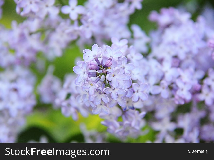 A branch of a blossoming lilac. Spring. A branch of a blossoming lilac. Spring.
