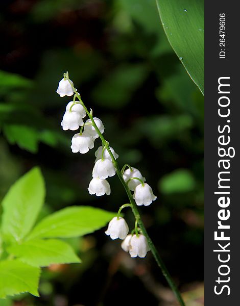 White flowers of a lily of the valley in the dark spring wood. White flowers of a lily of the valley in the dark spring wood.