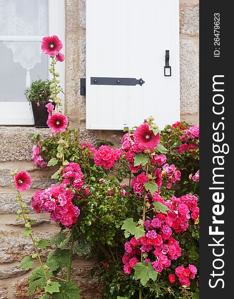 Attractive pink hollyhocks in front of a stone house with white window shutter. Attractive pink hollyhocks in front of a stone house with white window shutter