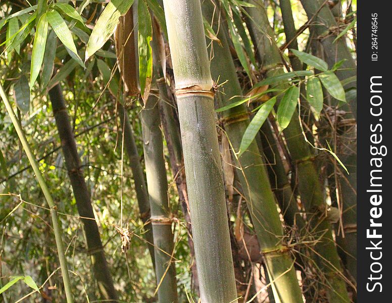 South East Asian Bamboo