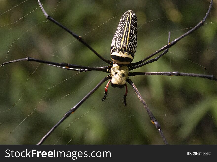 Naphila Pilipes Spider of south East Asia.