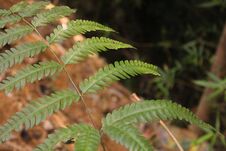 Fern, & X28 Class Polypodiopsida& X29 , Class Of Nonflowering Vascular Plants That Possess True Roots, Stems, And Complex Leaves A Royalty Free Stock Photo