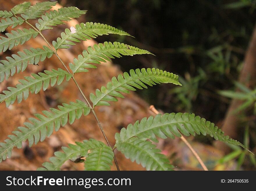 fern, & x28 class Polypodiopsida& x29 , class of nonflowering vascular plants that possess true roots, stems, and complex leaves a