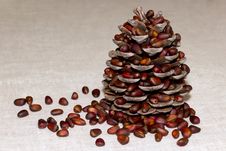 Pine Cone With Pine Nuts Stock Photo Pine Cone With Pine Nuts Stock Photo